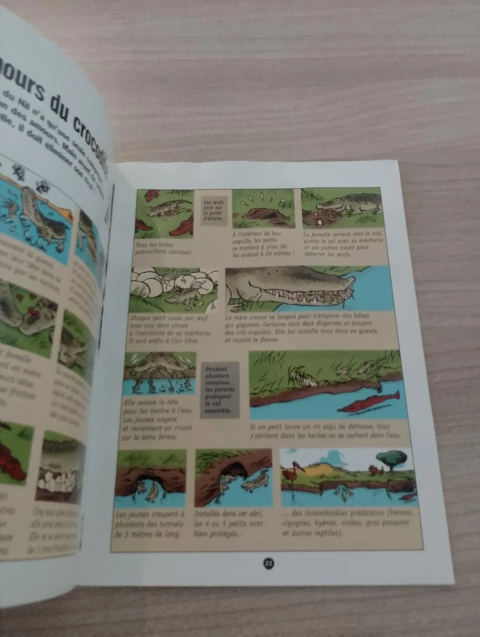 Kaléidoc: reptiles y anfibios – photo 3
